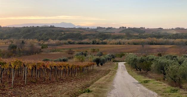 Vigneti