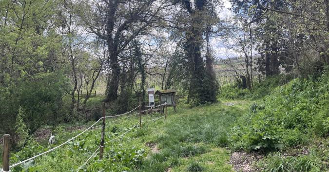 Bosco di Don Venanzio