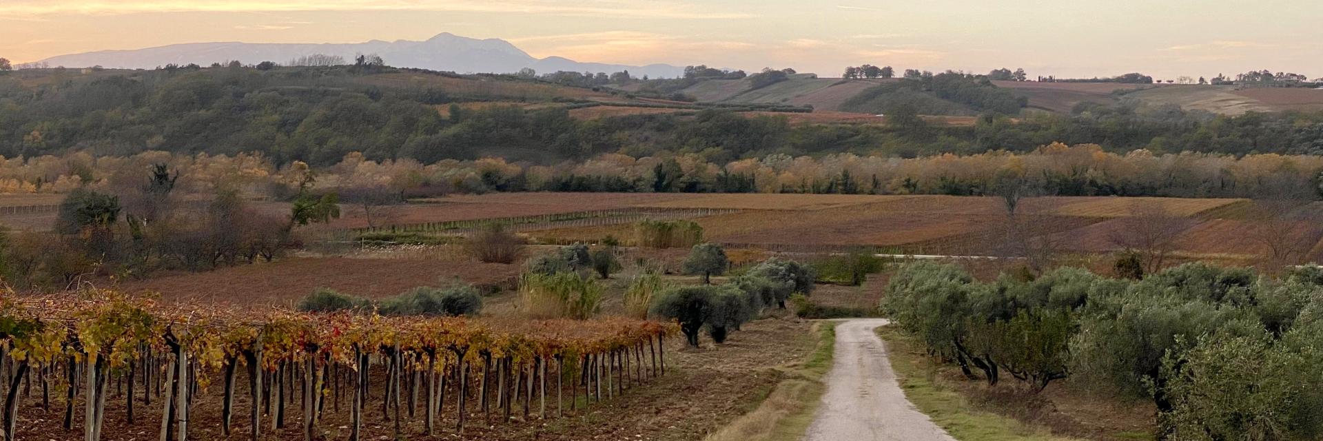 Vigneti