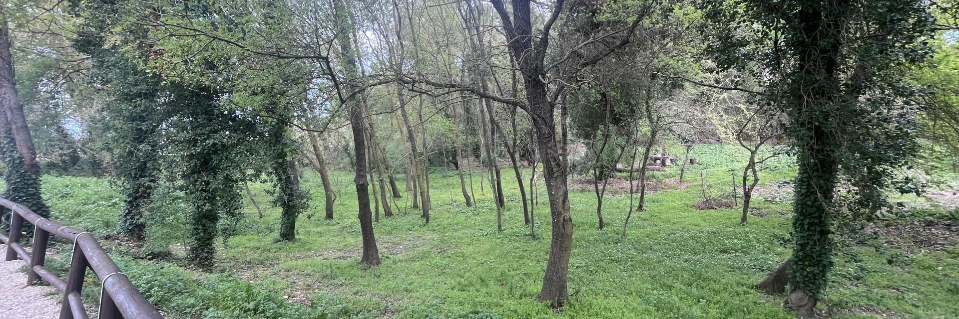 Bosco