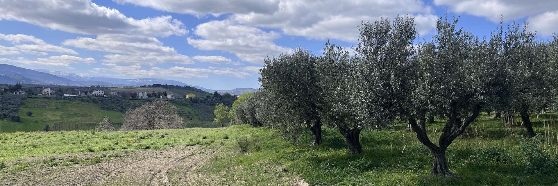 paesaggio agrario